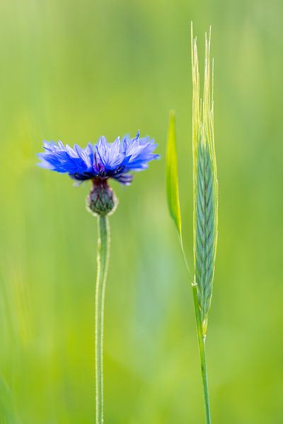 Korenbloem met rogge by Vincent Tollenaar
