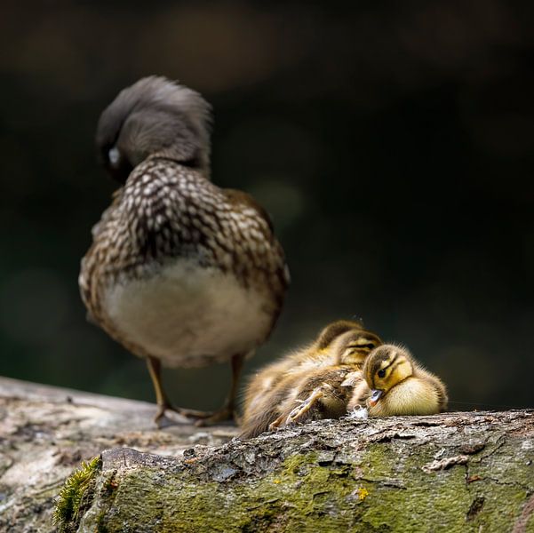 Mandarinentenküken mit Mama von Daniela Beyer
