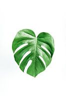 Monstera Deliciosa | Kunstdruck Pflanze |