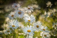 Margrieten in de zon
