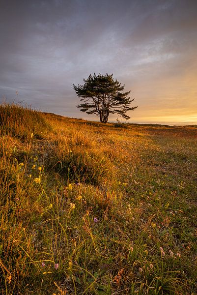 Un arbre solitaire domine les Grave Dunes dans la lumière du soir. par Bram Lubbers