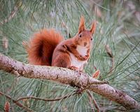 Red squirrel looks down curiously