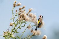 Stieglitz auf Distel