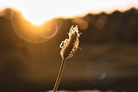 herbe au coucher du soleil