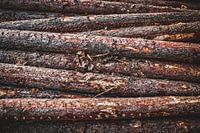 Gefällte Baumstämme