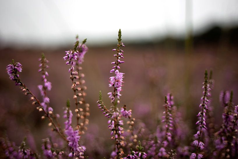 Purple heather in bloom by Jaleesa Koelen