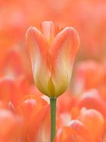 Orange tulip with an orange background