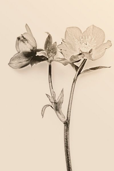 kerstroos in duotone van Hanneke Luit