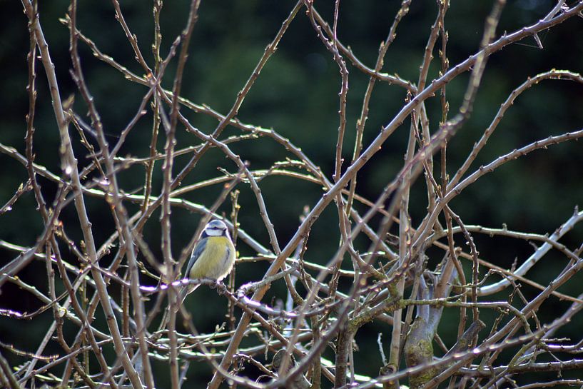 Blue Tit by FotoGraaGHanneke