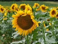 Champ de tournesols France