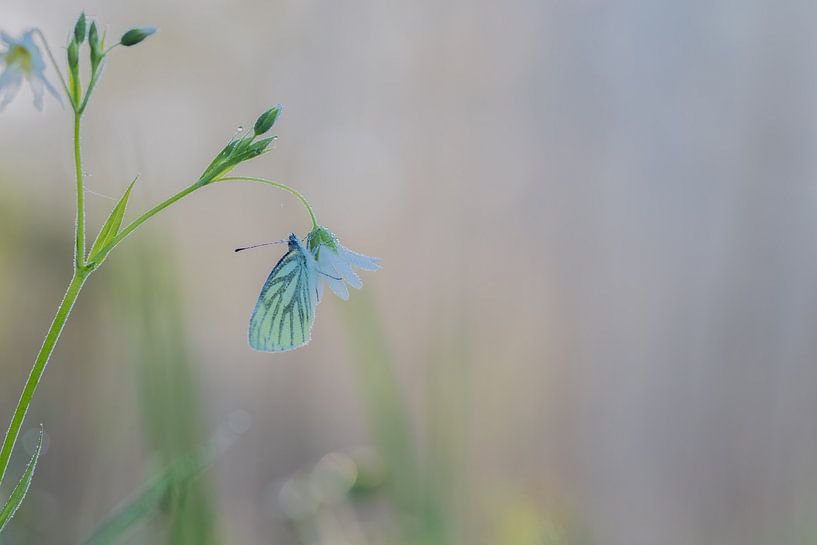 Veined white by Larissa Rand