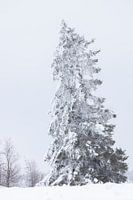 Snow-covered tree