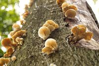 Hoch oben auf dem Baum.....