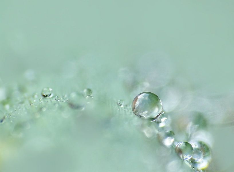 Weichheit... (Tropfen in sanftem Grün) von Caroline Lichthart