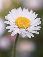 Eine Nahaufnahme eines Gänseblümchens in voller Blüte.