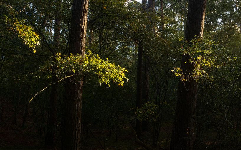 Bäume Dwingelderveld bei Sonnenaufgang (Niederlande) von Marcel Kerdijk