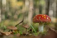 Mushroom like in a fairy tale