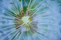 Inside the dandelion
