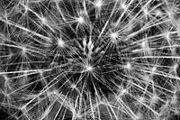 Explosion von Sternen, Feuerwerk von Löwenzahn