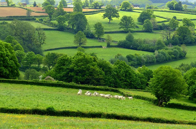 La Douce France... (French green landscape) by Caroline Lichthart