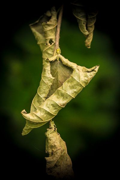Abgestorbene Blätter von Marianne Rouwendal