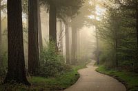 Nebliger Morgen im Wald