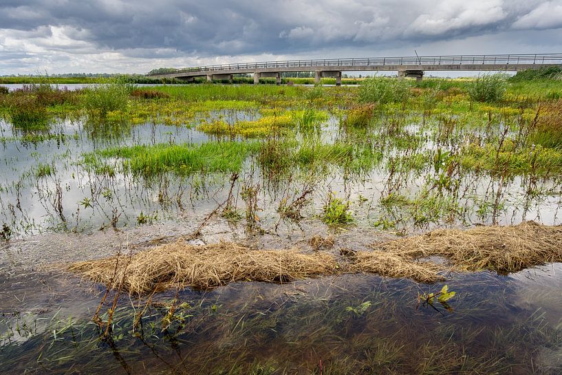 Along the waterfront Biesbosch by Eugene Winthagen