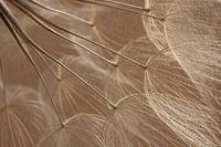 Des couleurs chaudes : Des peluches de la nature à la lumière