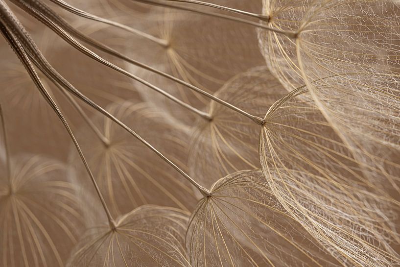 Des couleurs chaudes : Des peluches de la nature à la lumière par Marjolijn van den Berg