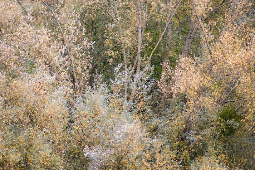 silver and gold by rob creemers