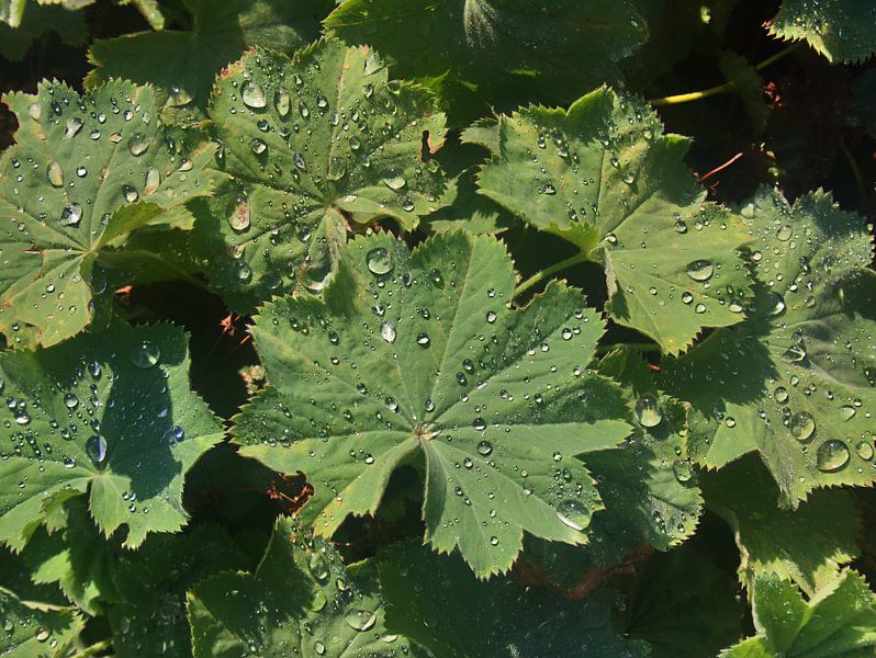 Feuilles du manteau de la dame avec des gouttes de pluie par Edgar Schermaul