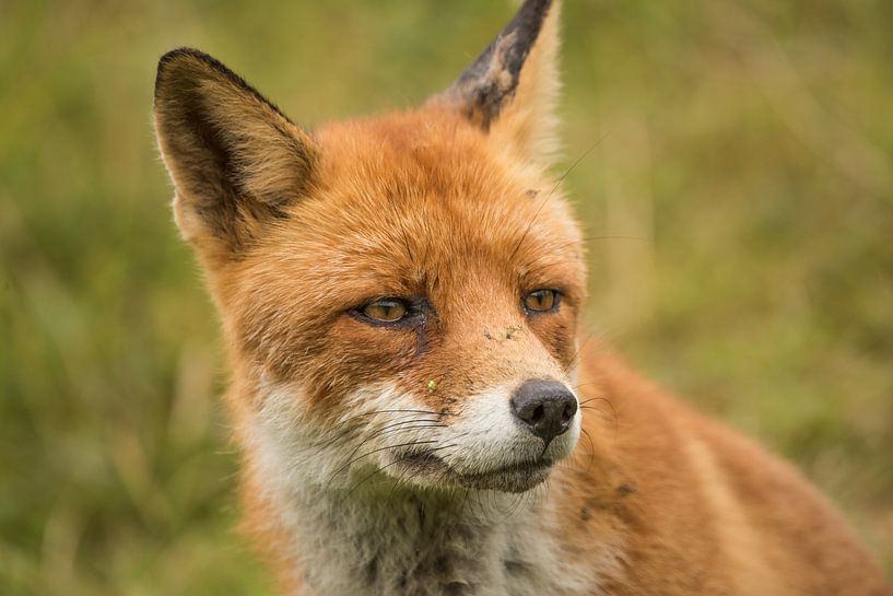 Vos par Bart Vodderie