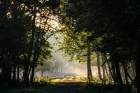 Sunrise in the forest