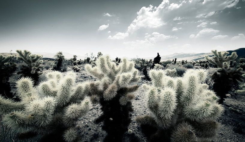 0615 Joshua par Adrien Hendrickx