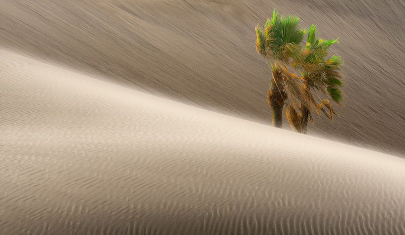 0280 Désert venteux par Adrien Hendrickx