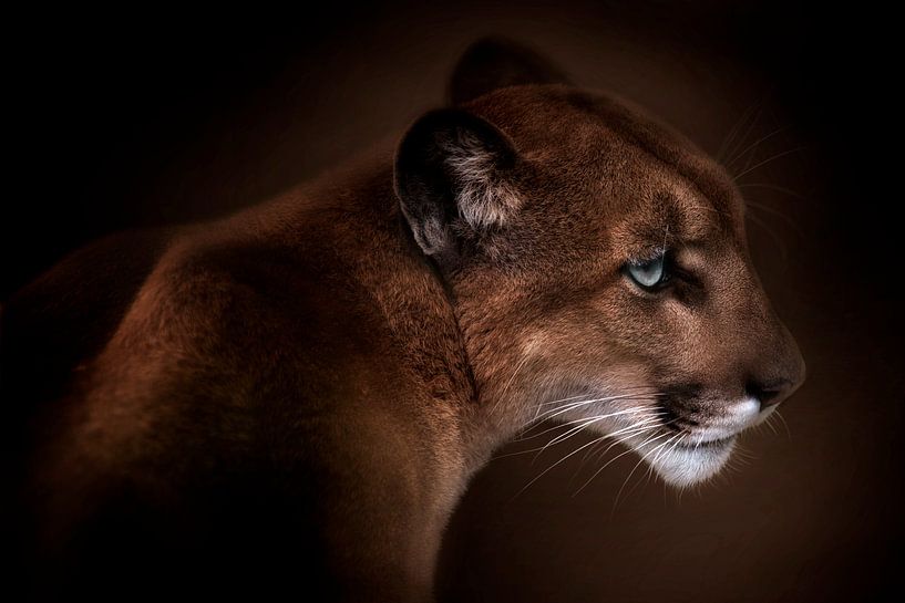 Puma by Doris Reindl