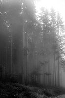 Nebel im Wald