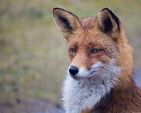 Fox portrait