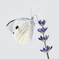 Papillon blanc