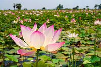 Flowering of the Lotus