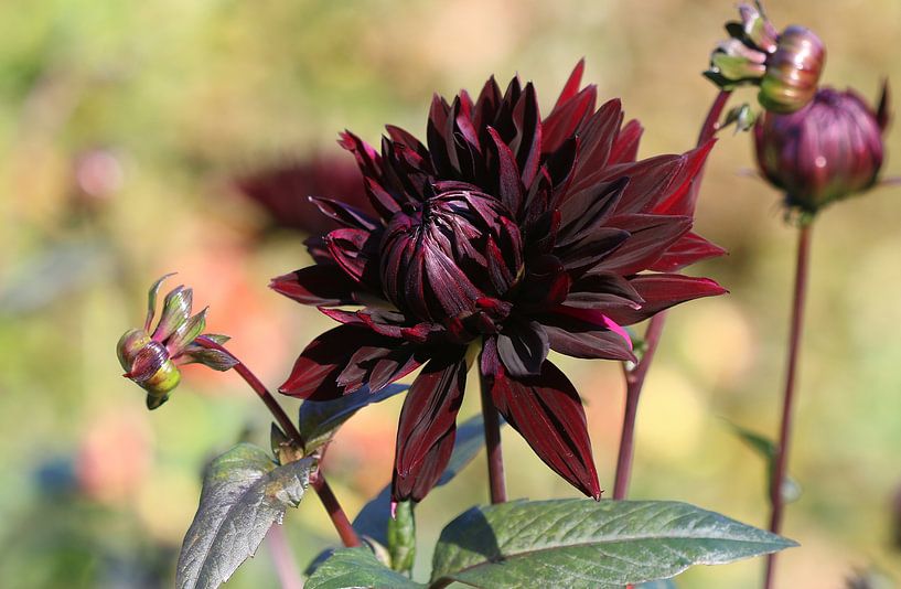 Dahlia Black Jack by Matthias Brix