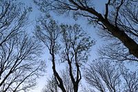 Bäume in der Dämmerung