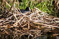 Foulque sur la litière