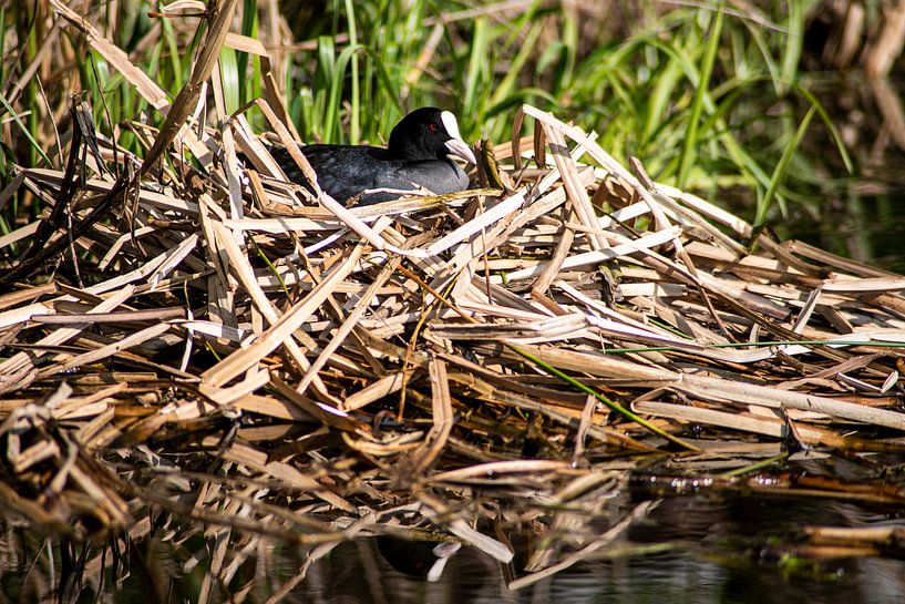 Blässhuhn auf dem Wurf von Eric de Jong