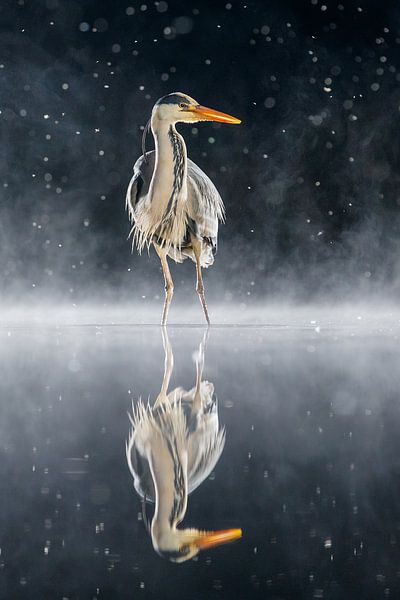 Graureiher (Ardea cinerea) in der Nacht, England von Nature in Stock