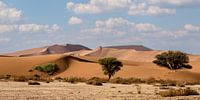 Springboks in the dunes - Sossusvlei