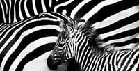 Young zebra at herd in black and white