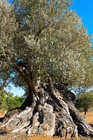 Ancient olive tree in Spain