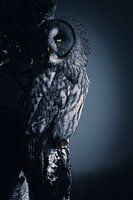 Lappland-Eule schaut weg