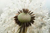 Nahaufnahme eines flauschigen Balls aus Löwenzahn